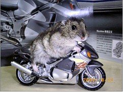 hamster_motorrad.jpg